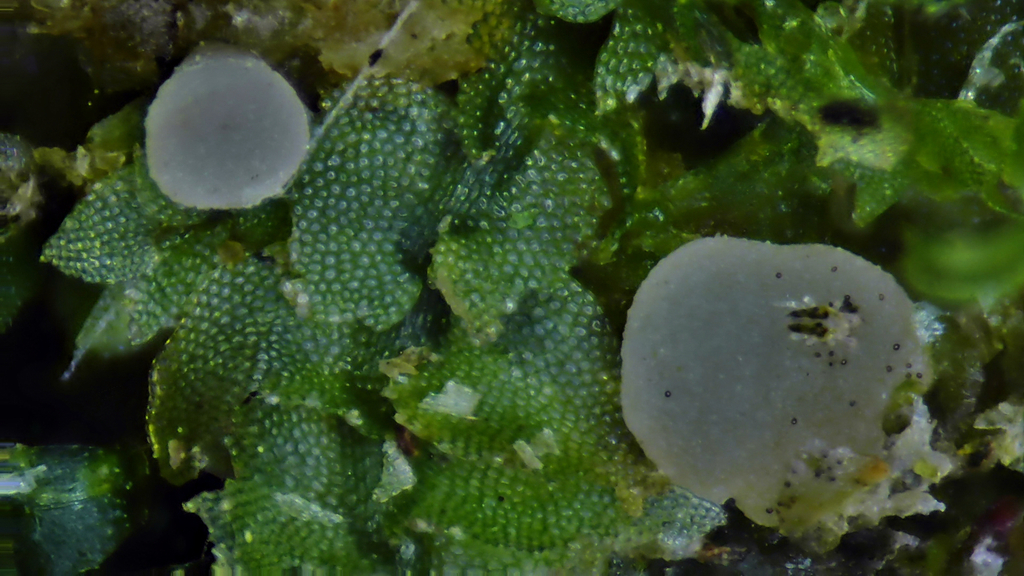Mniaecia nivea