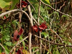 Rhynchosia volubilis