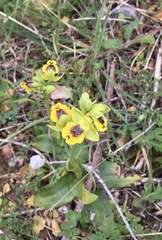 Ophrys lutea phryganae