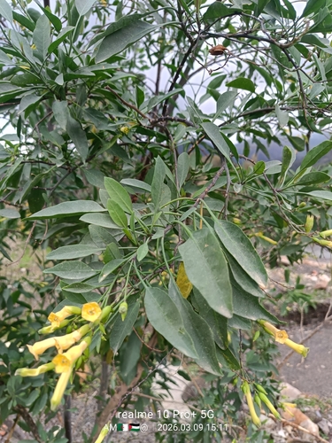 tree tobacco