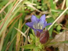 Gentiana scabra buergeri