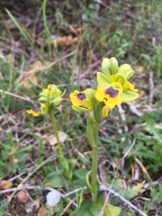 Ophrys lutea phryganae