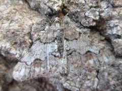 Agriopis dira