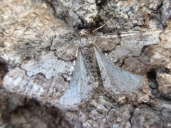 Agriopis dira