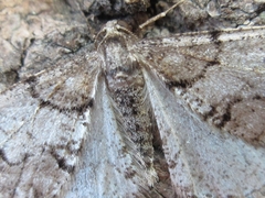 Agriopis dira