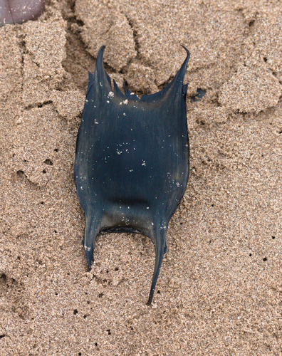 Raja clavata