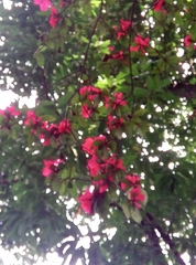 Rhododendron simsii