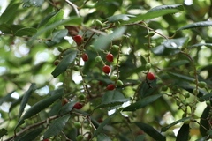 Banks' paratrophis (Paratrophis banksii)
