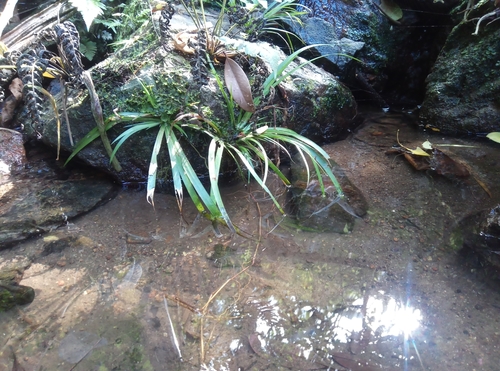 Grassleaf sweet flag (Acorus gramineus)