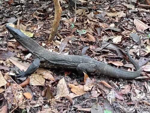 Varanus rudicollis observed 2026-03-09