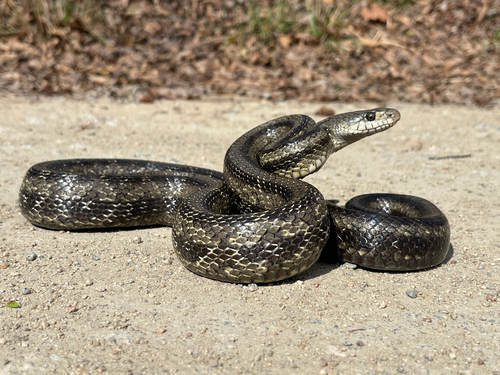 Eastern Ratsnake