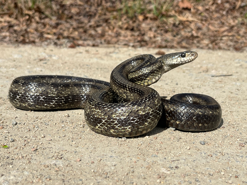 Eastern Ratsnake