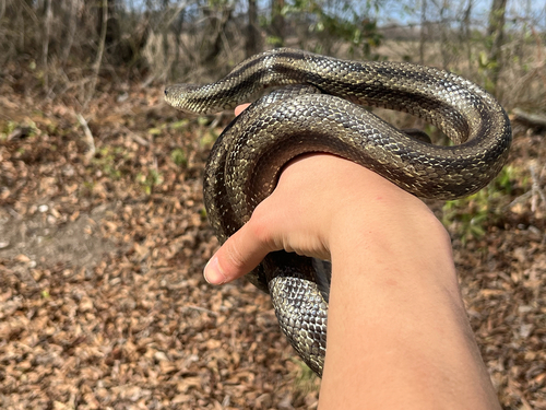 Eastern Ratsnake