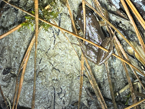 Brimley's Chorus Frog (Pseudacris brimleyi), a species recorded in Virginia