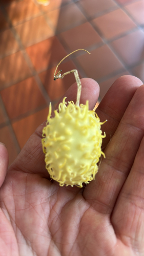 West Indian Gherkin (Cucumis anguria)