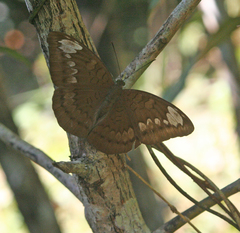 Tanaecia julii odilina