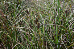 Carex edgariae