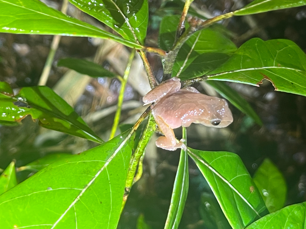 Spring Peeper in March 2026 by Matthew · iNaturalist