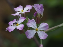 Raphanus sativus raphanistroides