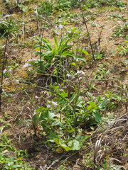 Raphanus sativus raphanistroides