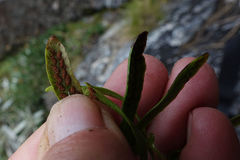 Notogrammitis patagonica