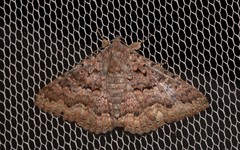 Eudesmeola lawsoni