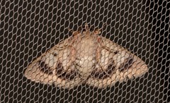 Eudesmeola lawsoni