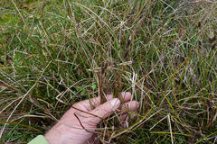 Carex edgariae