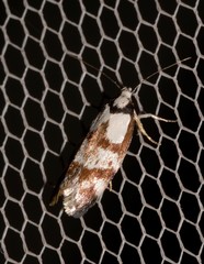 Palimmeces variegata