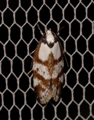 Palimmeces variegata