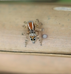 Stenaelurillus lesserti