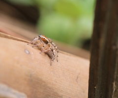 Stenaelurillus lesserti