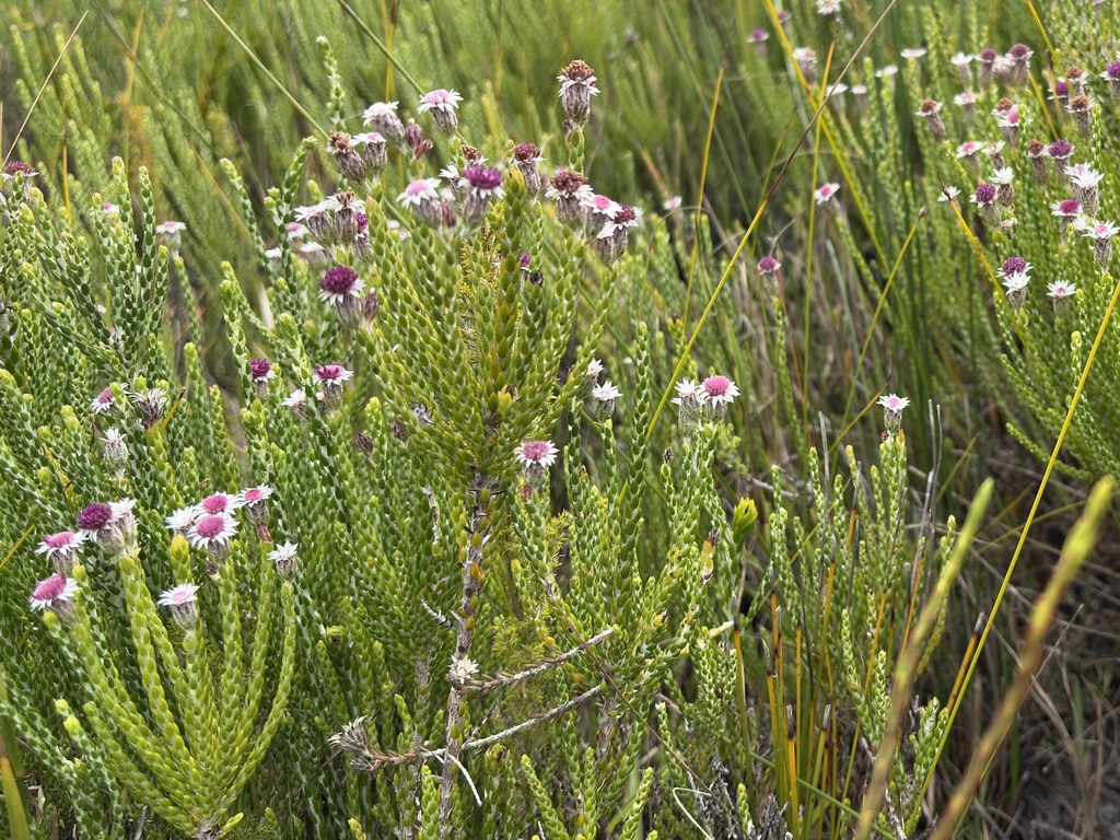Lachnospermum imbricatum; photograph (c) Charleen Brunke, some rights reserved (CC BY)