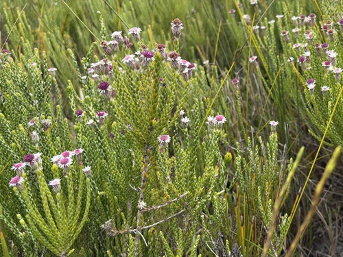 Purple Crowndaisy (Lachnospermum imbricatum)