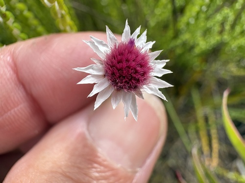 Lachnospermum imbricatum, photograph 1