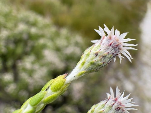 Lachnospermum imbricatum, photograph 3