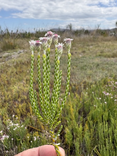 Lachnospermum imbricatum, photograph 2