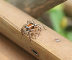 Stenaelurillus lesserti