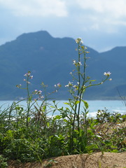 Raphanus sativus raphanistroides