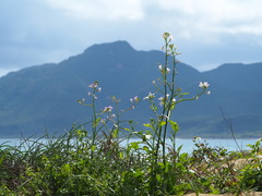 Raphanus sativus raphanistroides