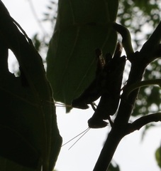 Pirithoicus ophthalmicus