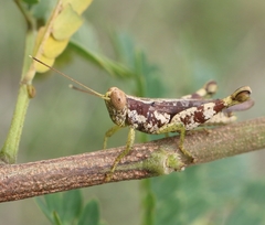 Pirithoicus ophthalmicus