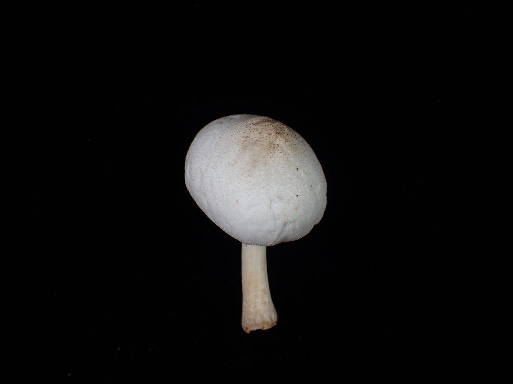 Pluteus griseodiscus