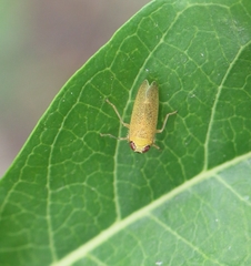 Calodia kirkaldyi