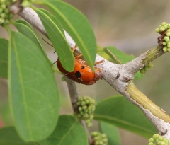 Cryptocephalus sexsignatus
