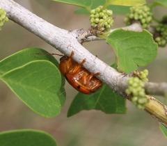 Cryptocephalus sexsignatus