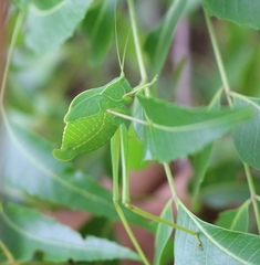 Trigonocorypha unicolor