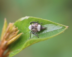 Calodia kirkaldyi