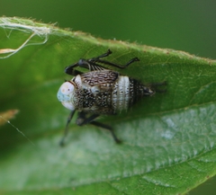 Calodia kirkaldyi
