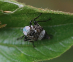 Calodia kirkaldyi